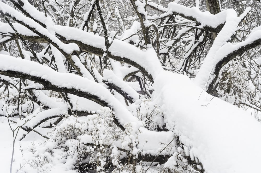 Nature abstract of complexity and commonalities in winter Snow covers fallen tree in woods during a winter storm in northern Illinois, USA