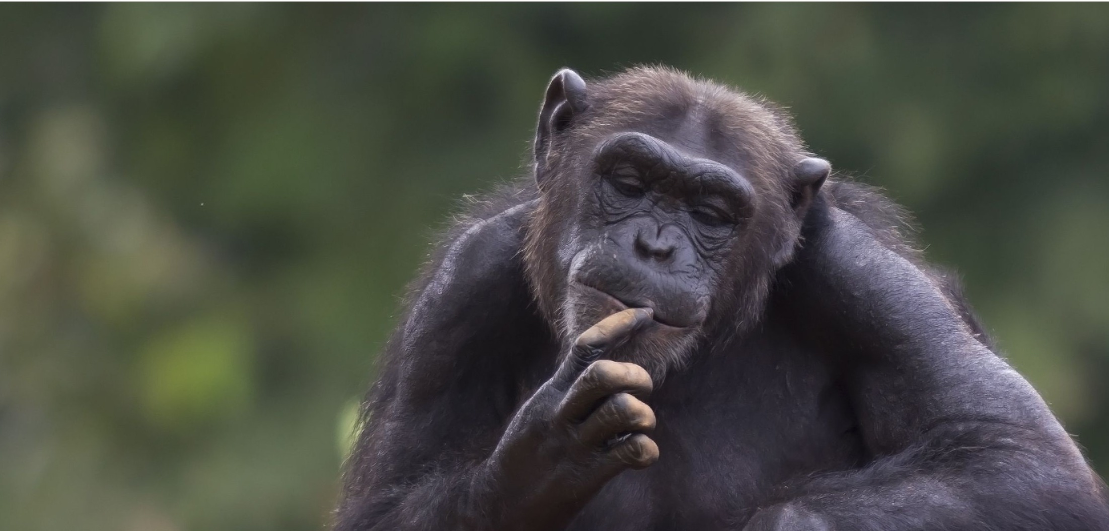 Shutterstock_113688664 (1)